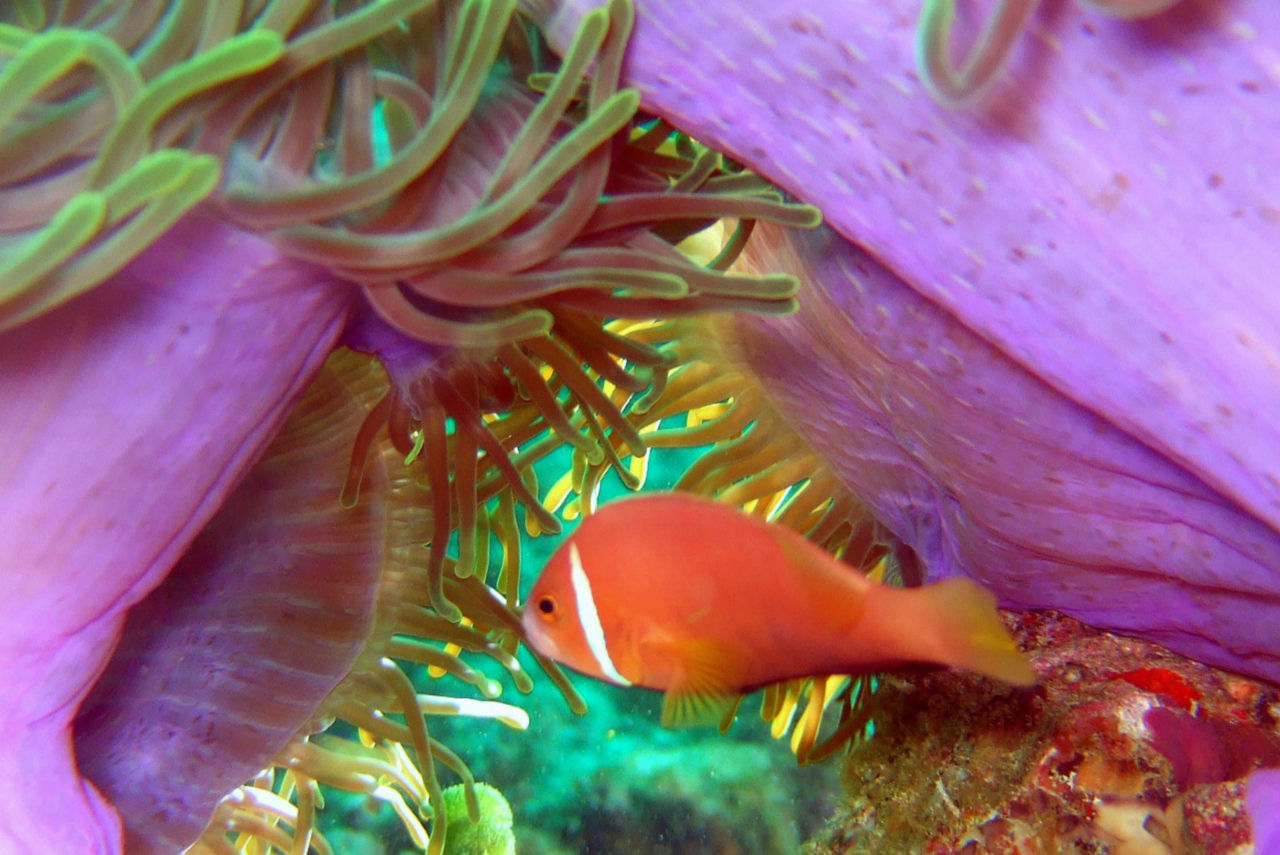 Amphiprion perideraion (Pesce pagliaccio rosa)